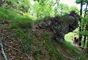 Al Pizzo Grande e al Monte Molinasco da Alino di S. Pellegrino il 25 maggio 2020-FOTOGALLERY